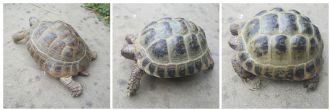 Rehomed...Horsfield : 2 female and 1 male various age (Trio)